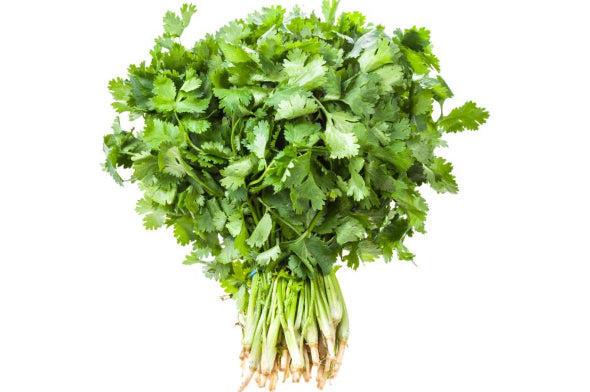 Cilantro