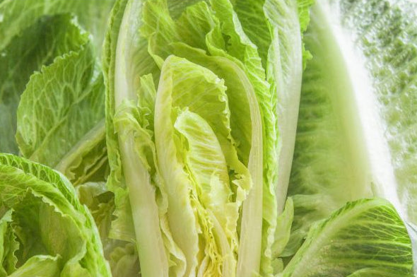 Romaine Lettuce